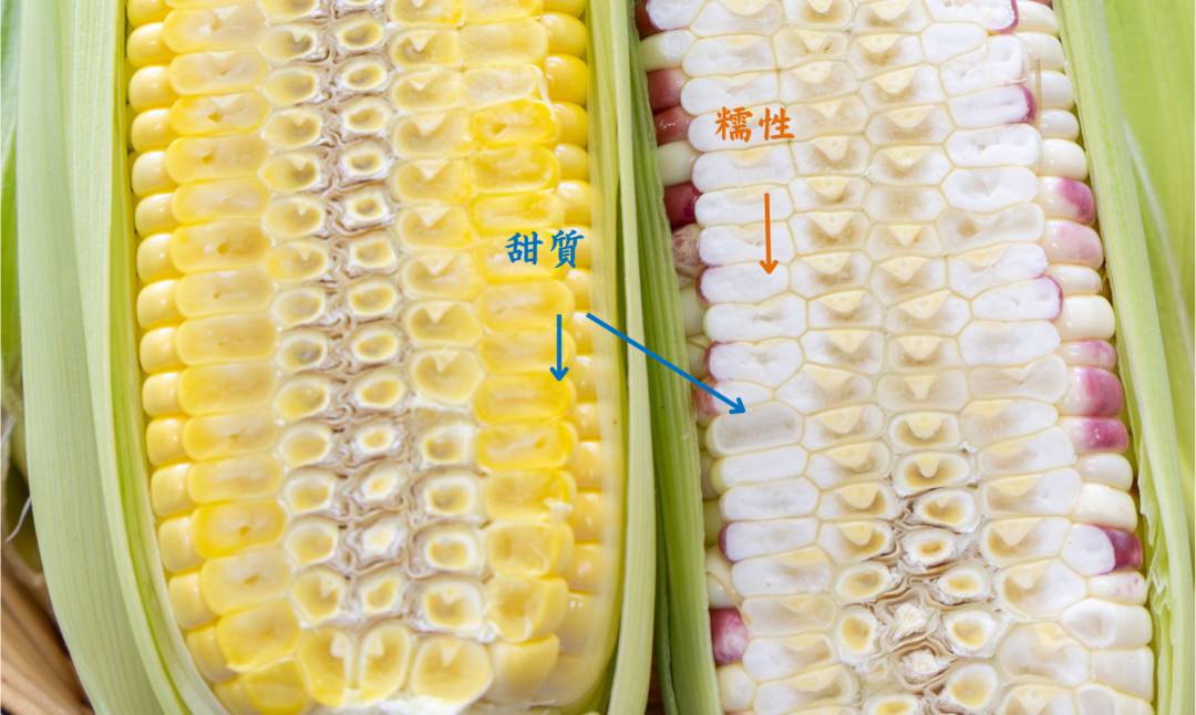 鮮食玉米市場吹起「甜糯風」台南場積極布局新品種育種